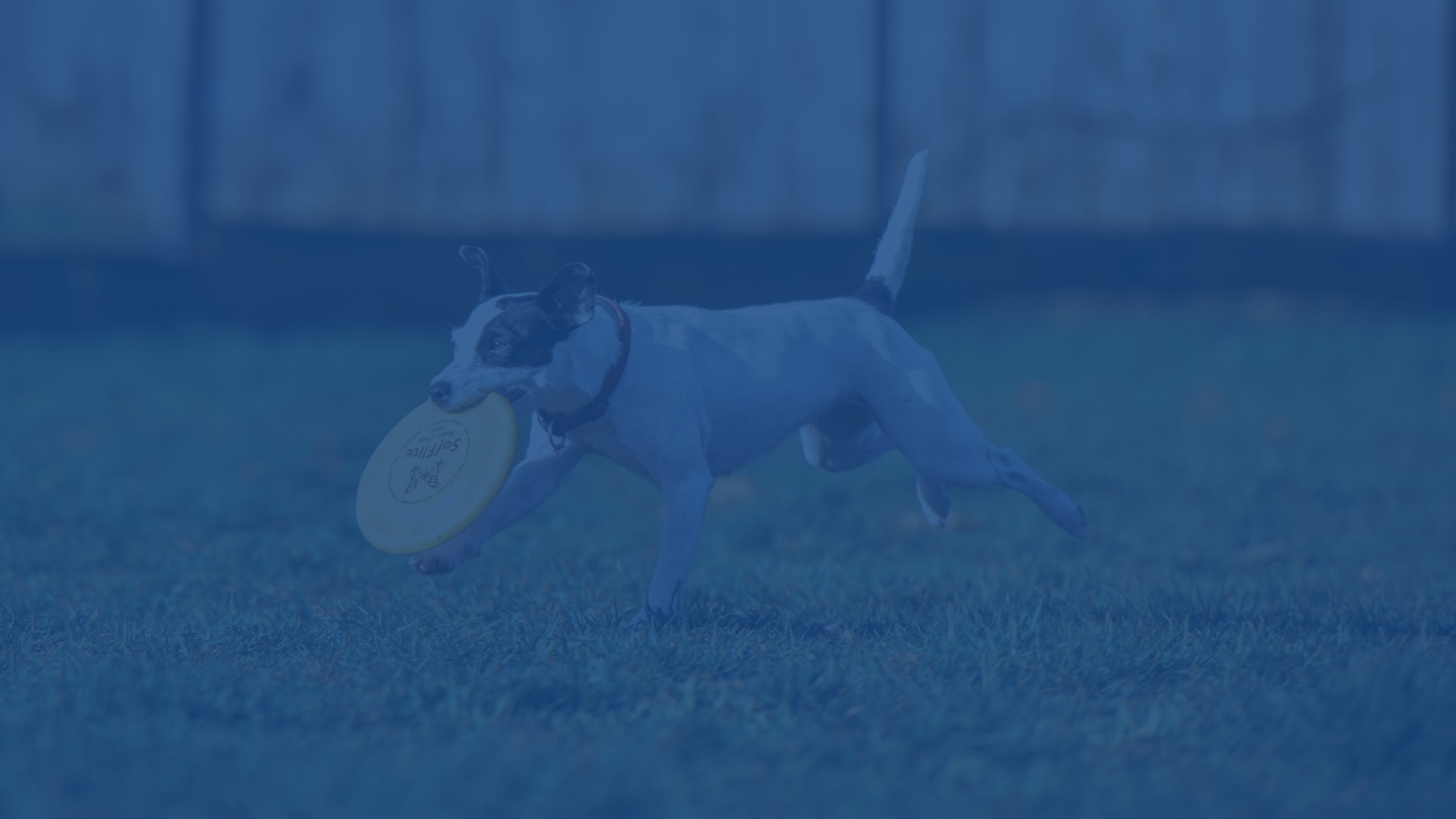 dog background